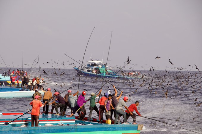 Sustainable Maldivian fishing