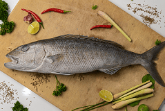 Jobfish