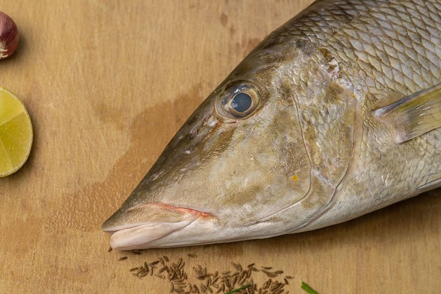 Emperor Fish 2