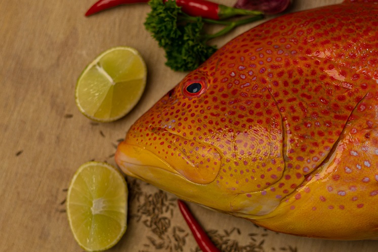 Grouper 2