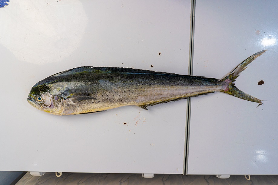 Mahi Mahi 2