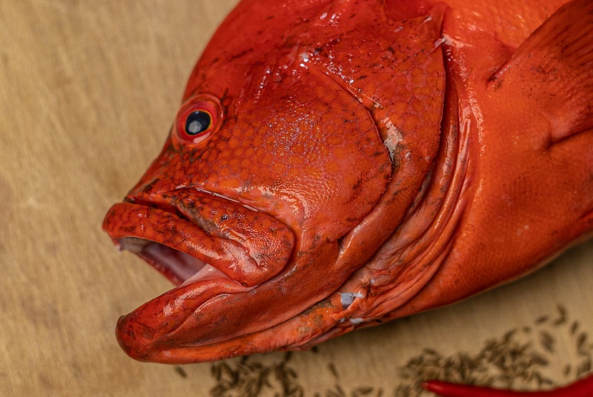 Red Snapper 2