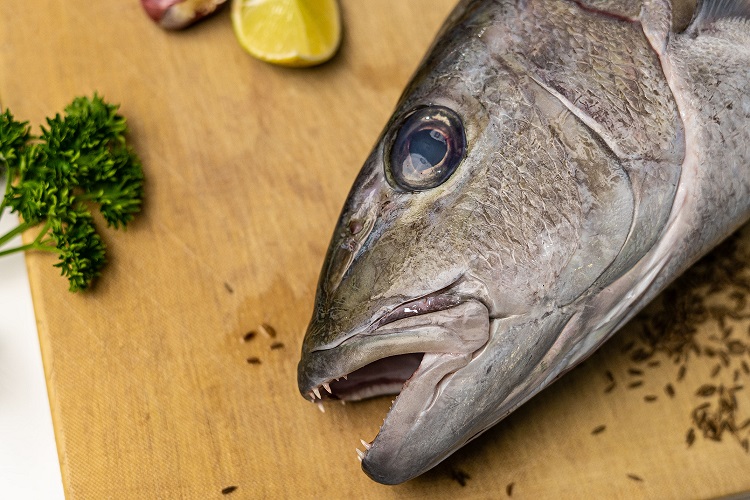 Jobfish 2